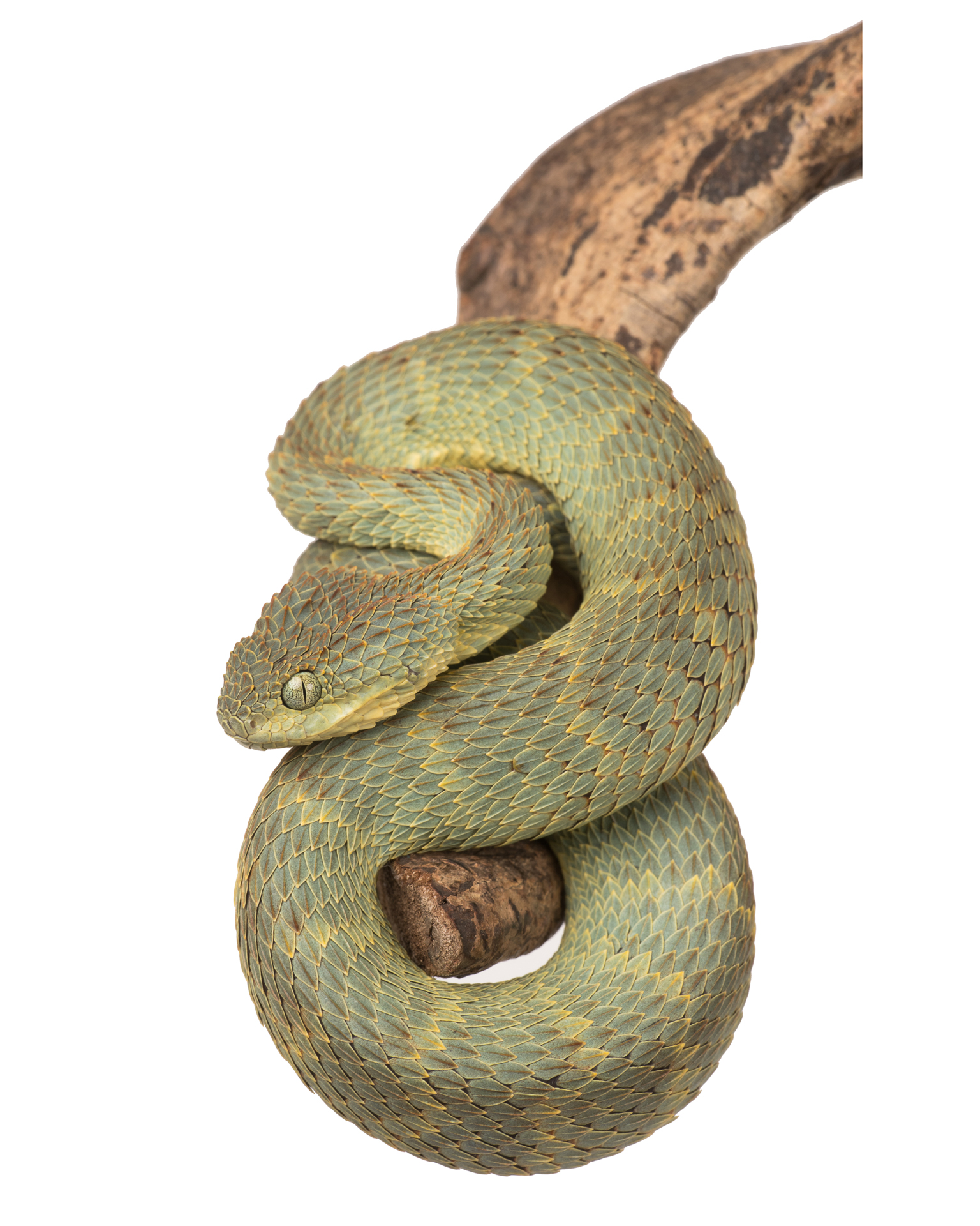 Atheris Squamigera by Thor Hakonsen