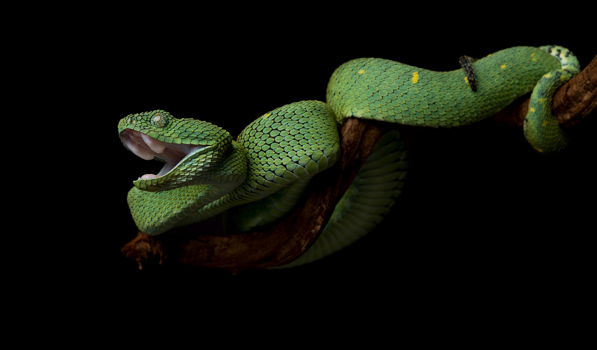 Atheris chlorechis, West-African Bush Viper, Thor Hakonsen