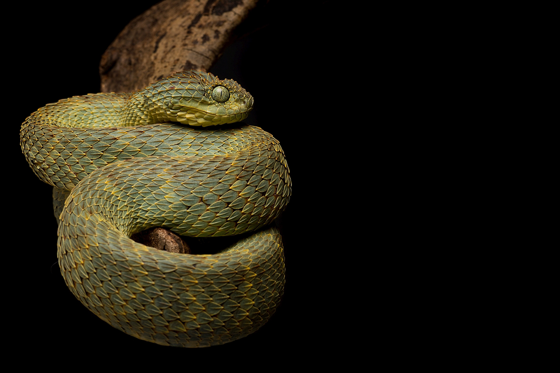 Atheris squamigera - Wikispecies