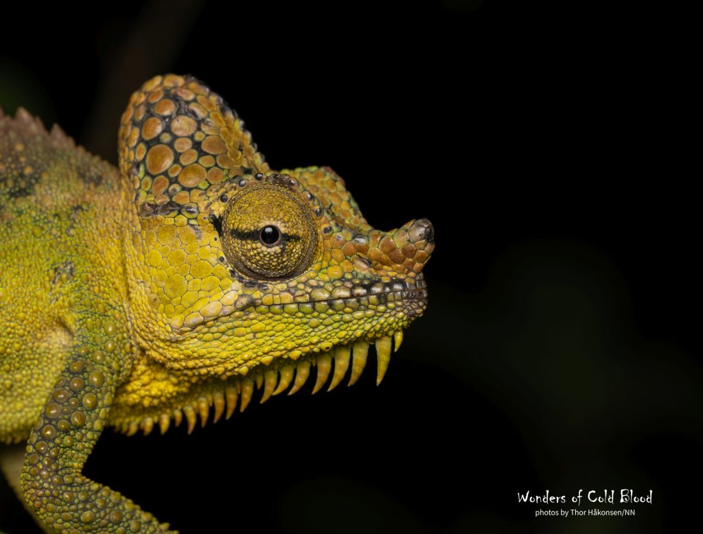 Helmeted chameleon (Trioceros hoehnelii)
