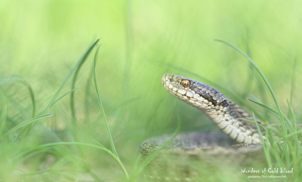 Vipera ursinii moldavica_290424_001_web